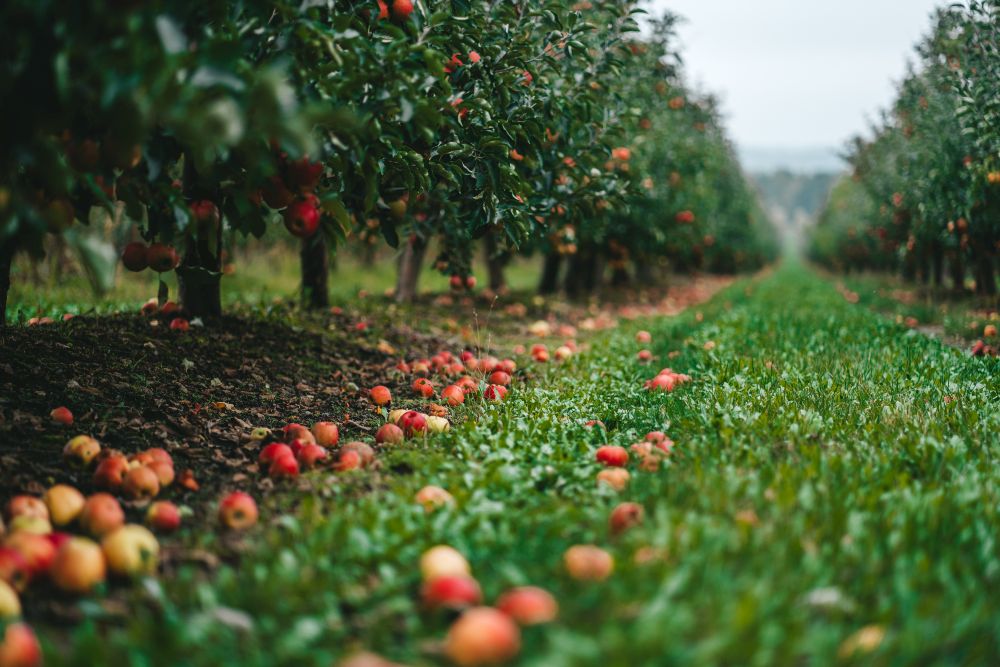 Jakie drzewa owocowe można sadzić obok siebie?