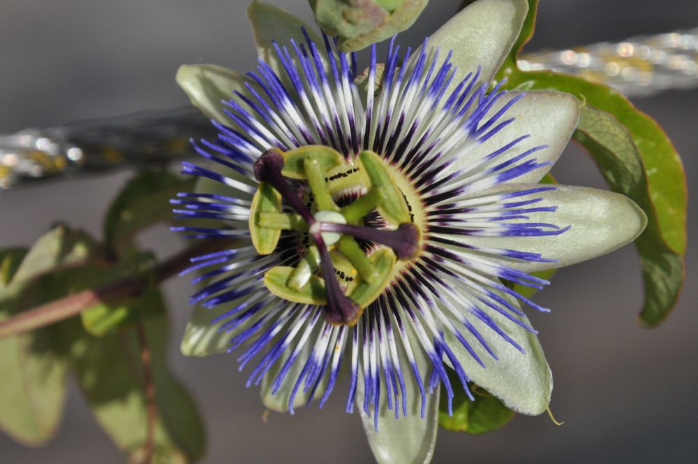 Kwiat passiflory