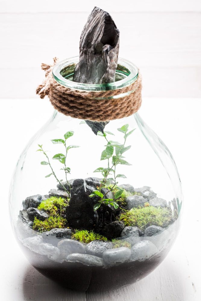 Las w słoiku warstwy