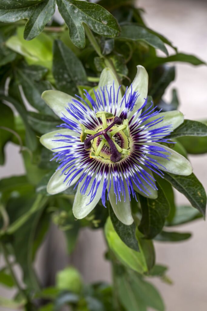 Passiflora kwiat