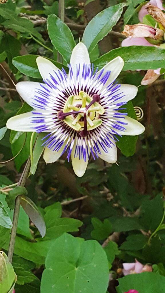 Męczennica błękitna