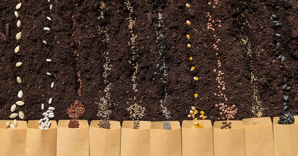 Nasiona różnych warzyw