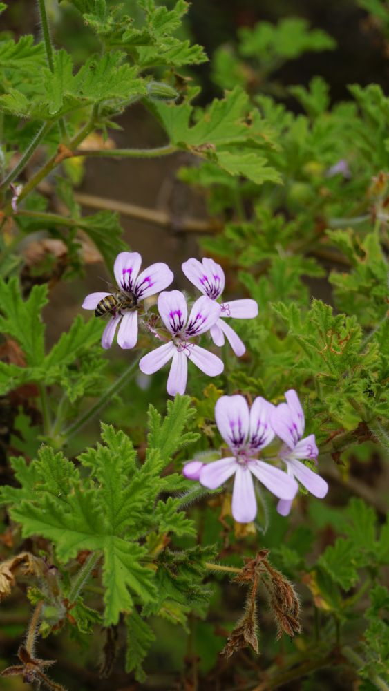 Pelargonia pachnąca liście
