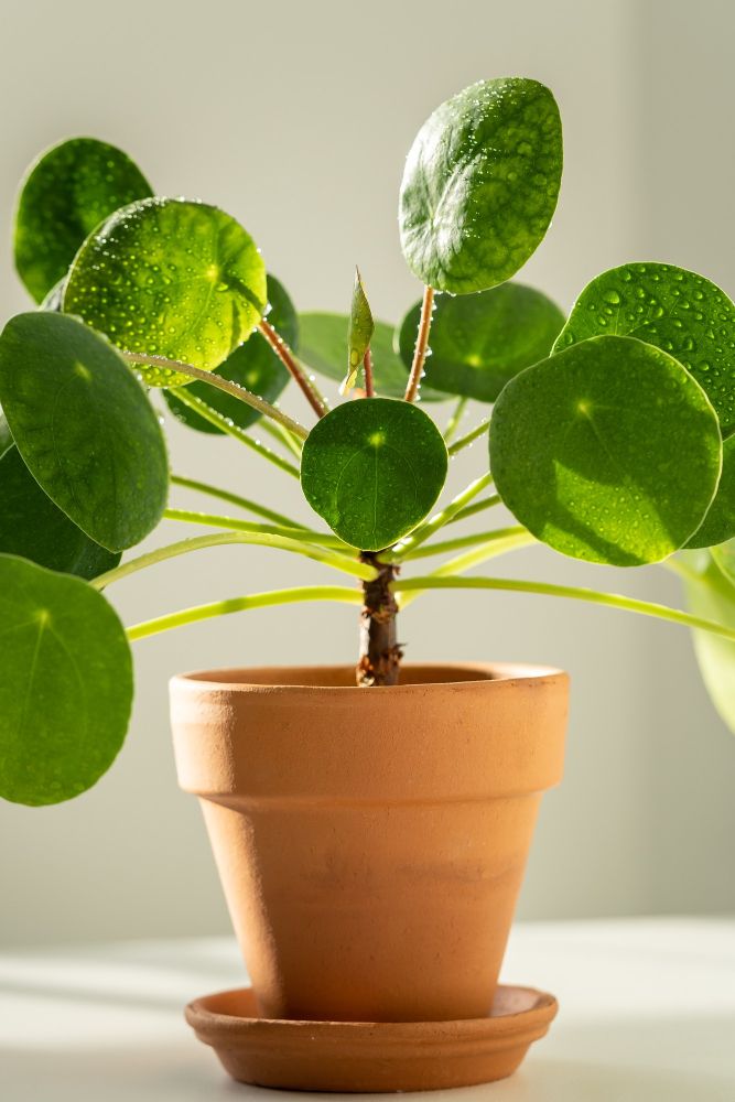 Pilea peperomioides