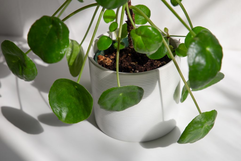 Pilea peperomiowata