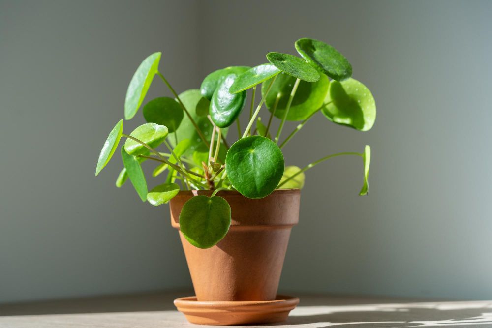 Pilea peperomiowata pieniążek
