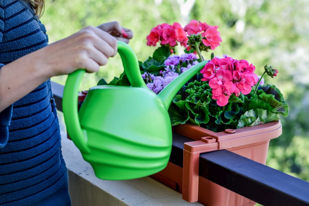 Podlewanie pięknych kwiatów