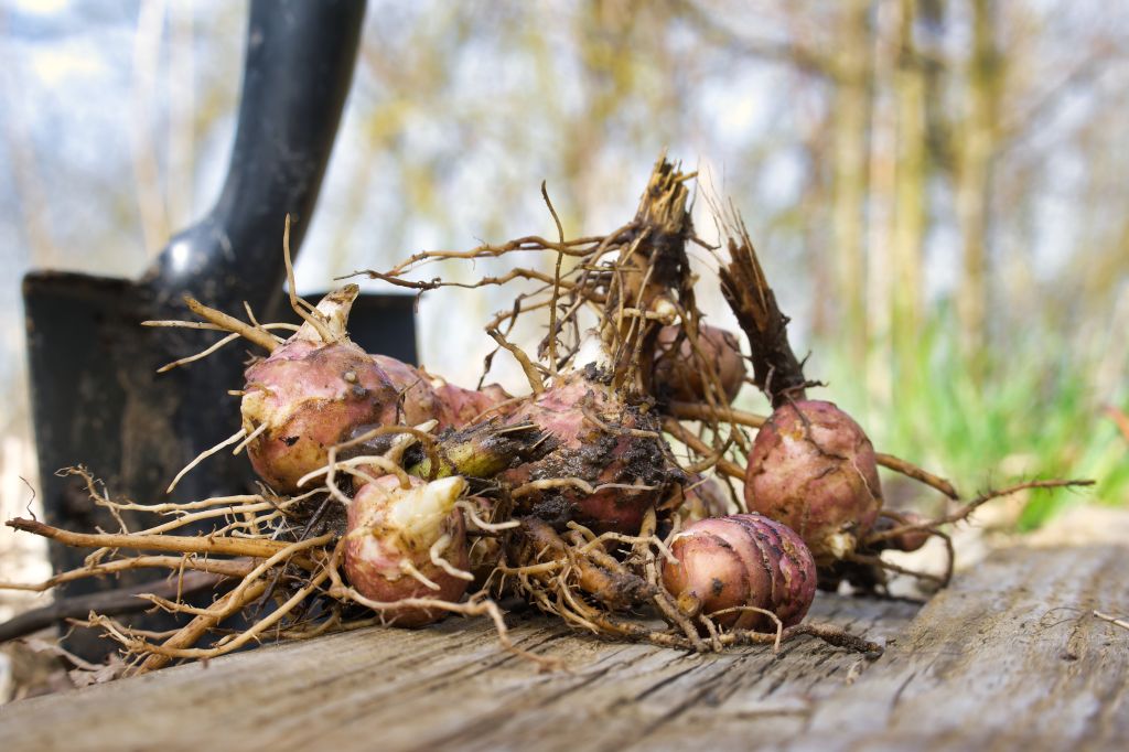 Sadzenie topinamburu