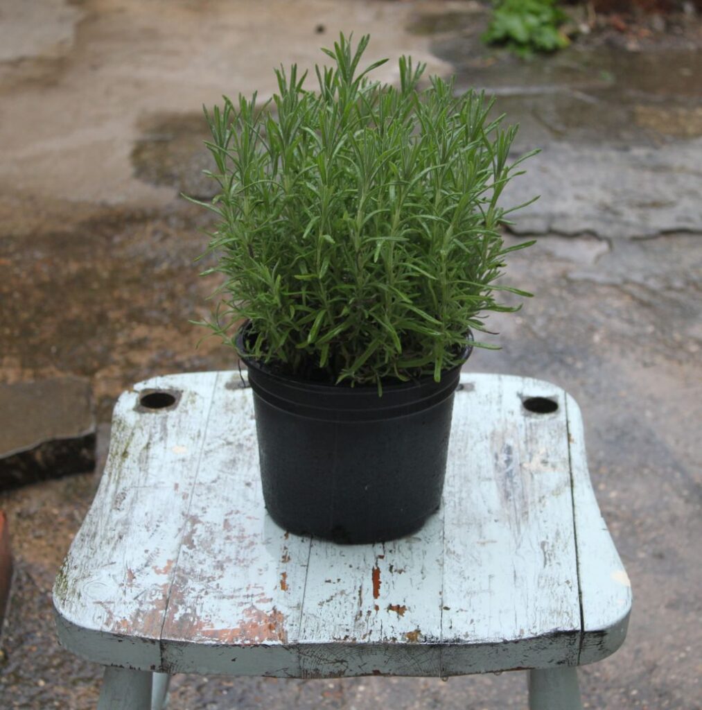 Sadzonka rozmarynu