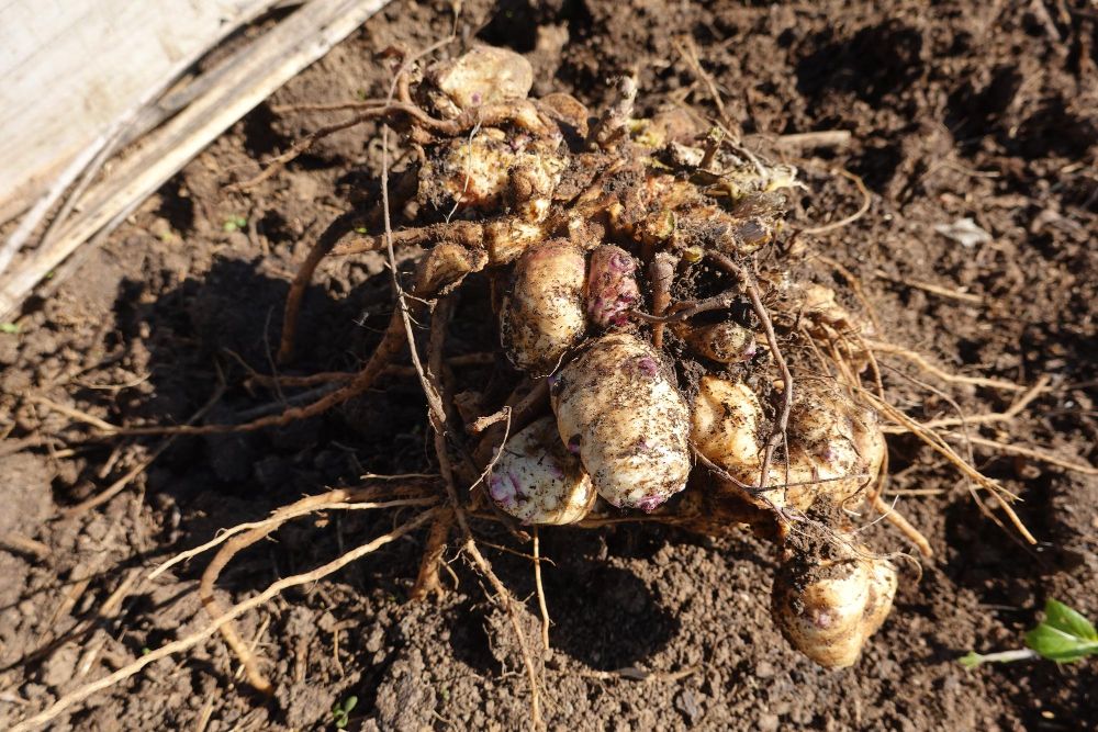 Sadzonki topinamburu