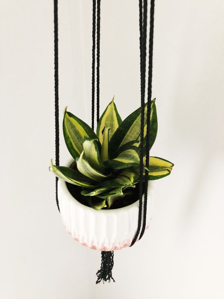 Sansewieria odmiana karłowata