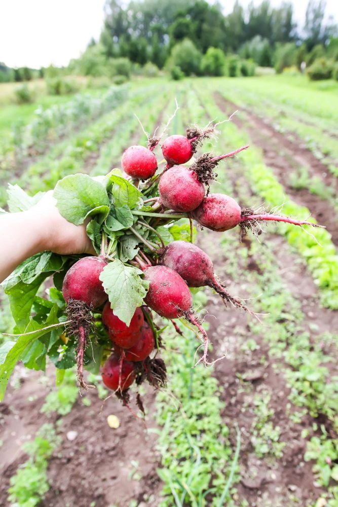 Świeżo zebrana rzodkiewka