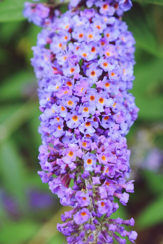 Budleja dawida motyli krzew