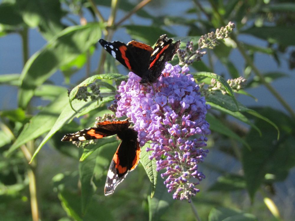 Budleja i motyle