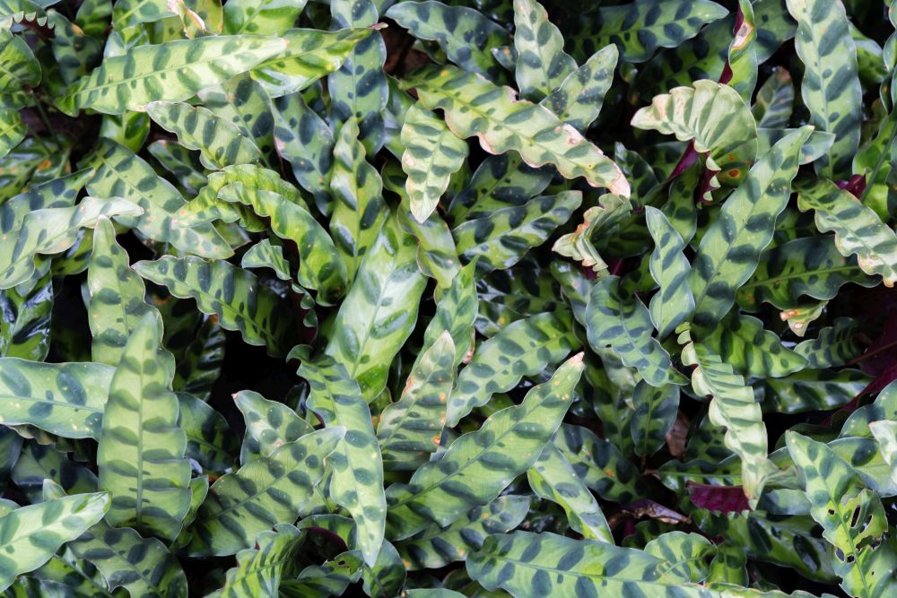 Calathea lancifolia