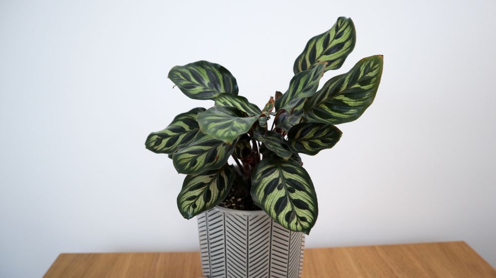 Calathea makoyana