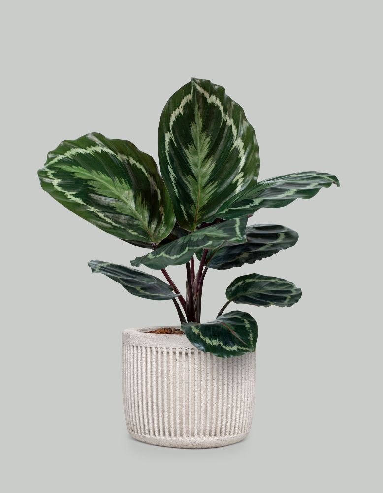 Calathea medallion
