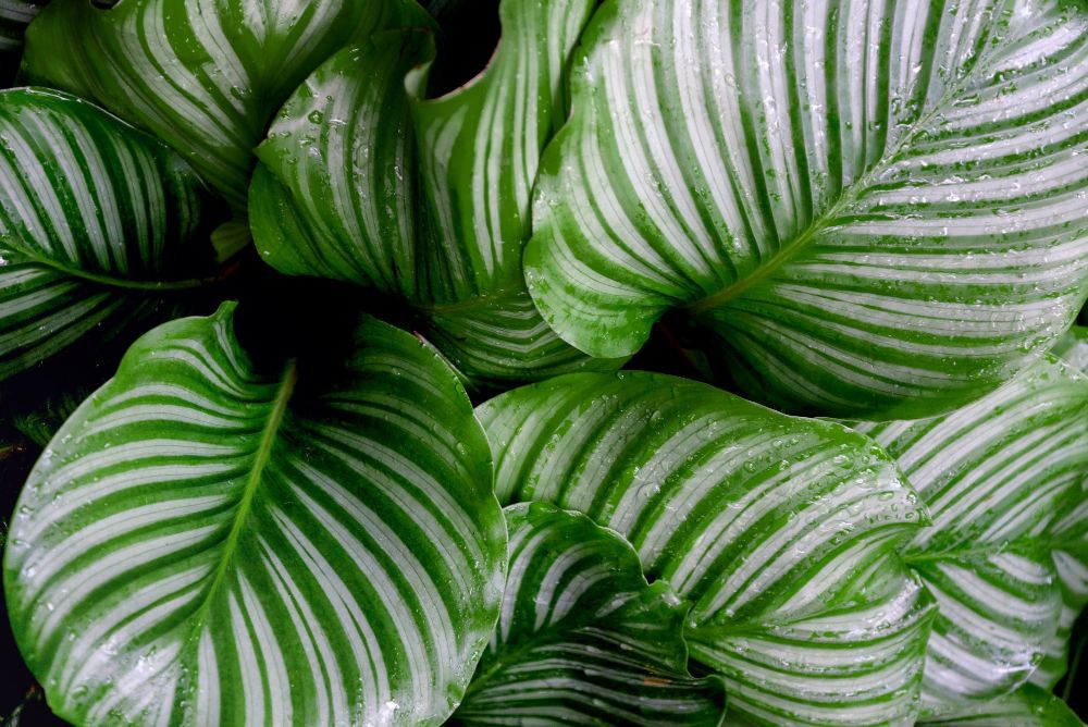 Calathea orbifolia