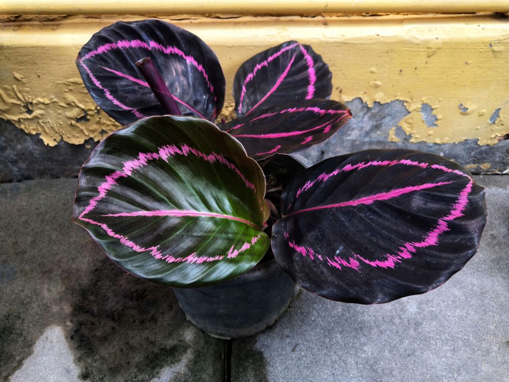 Calathea roseopicta