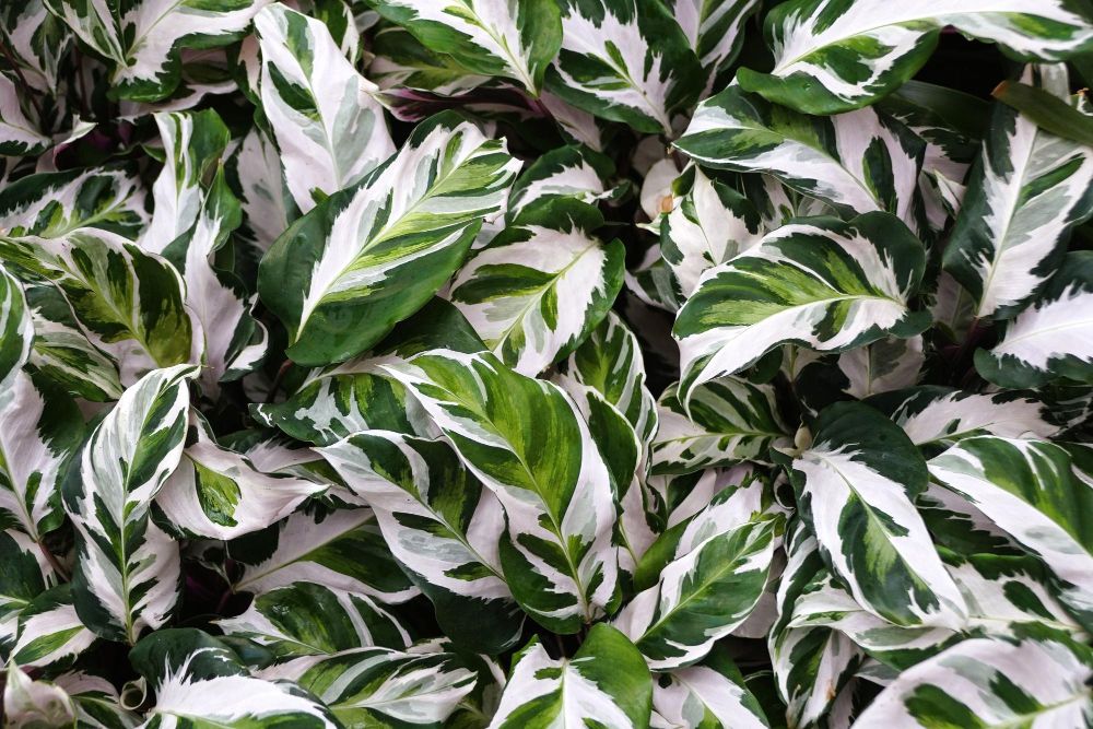 Calathea white fusion