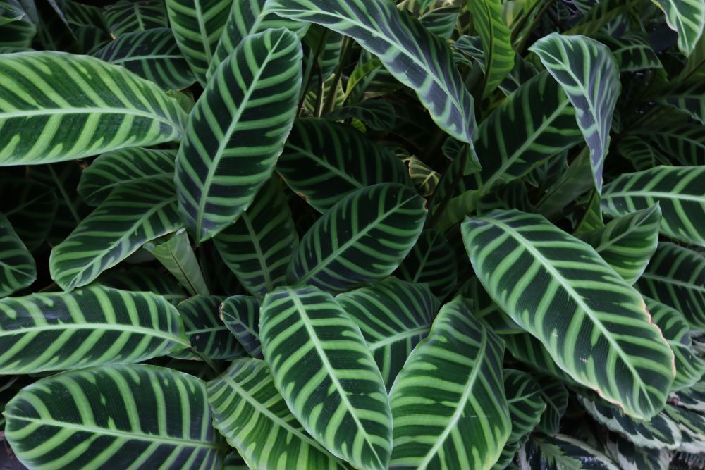 Calathea zebrina