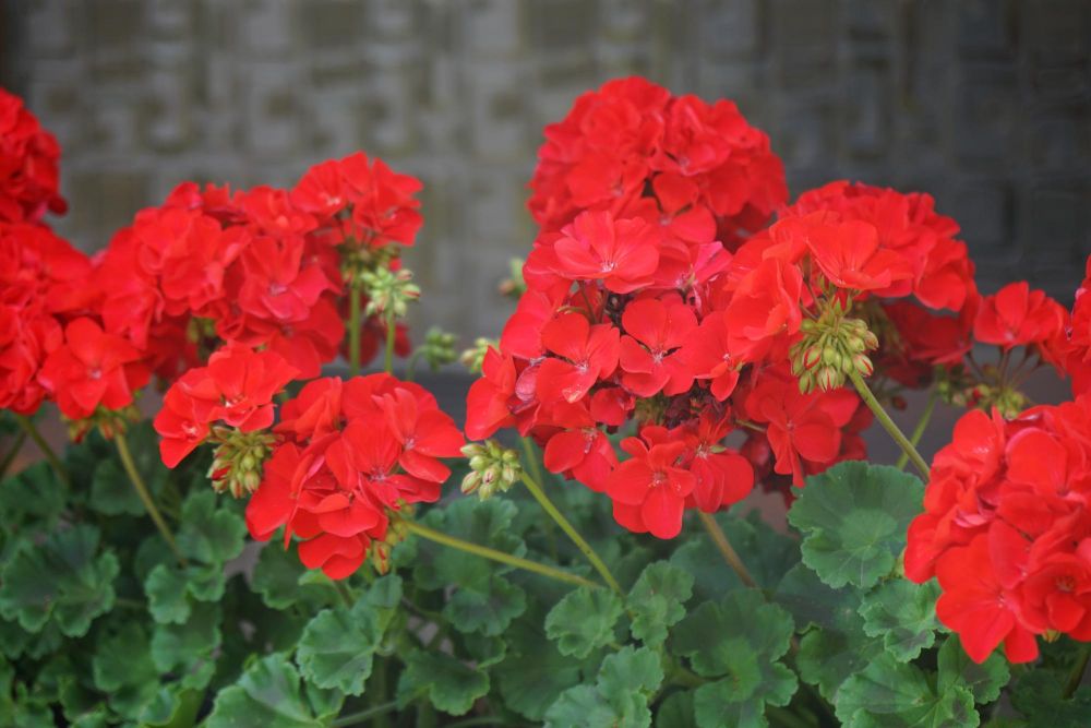 Co zrobić aby pelargonie obficie kwitły