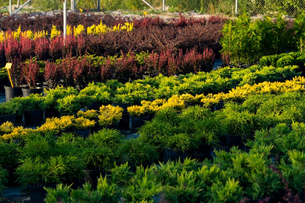 Drzewa i krzewy w szkółce