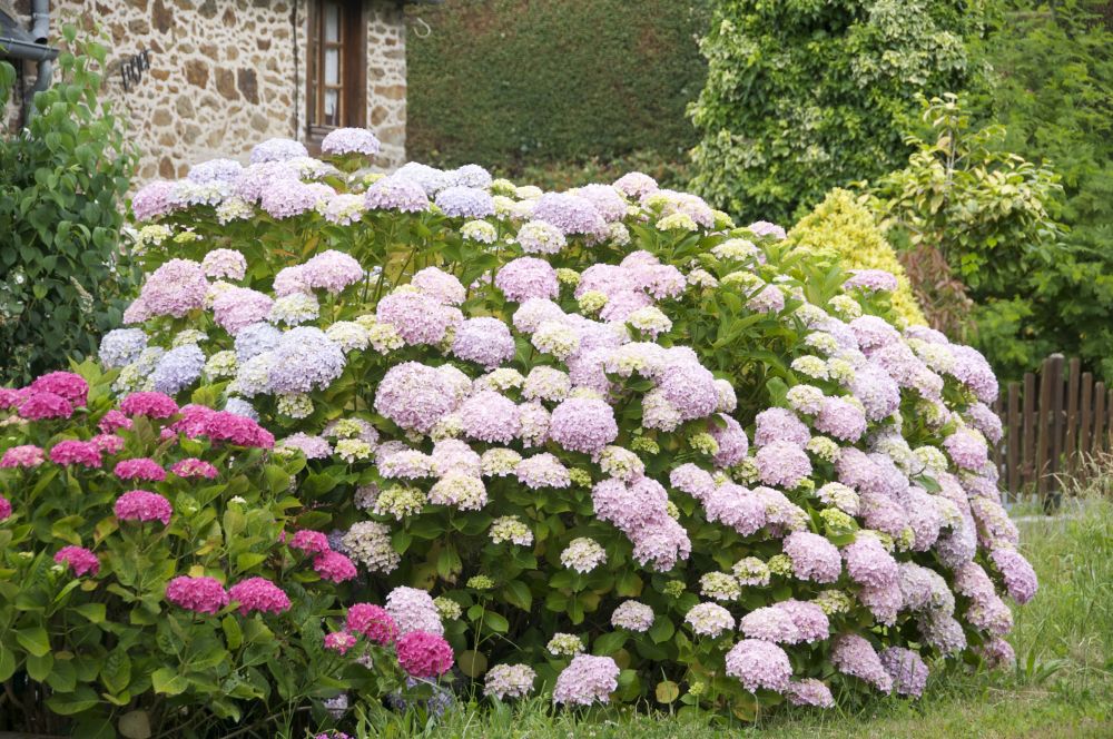 Hortensja bukietowa soliter