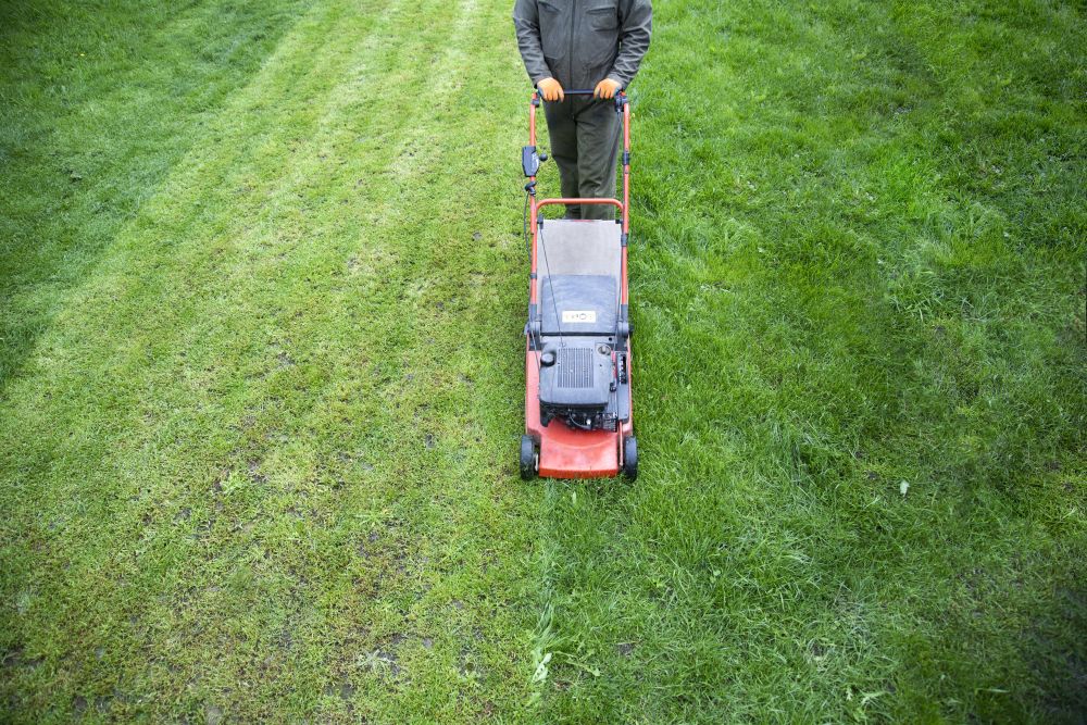 Jak kosić trawnik