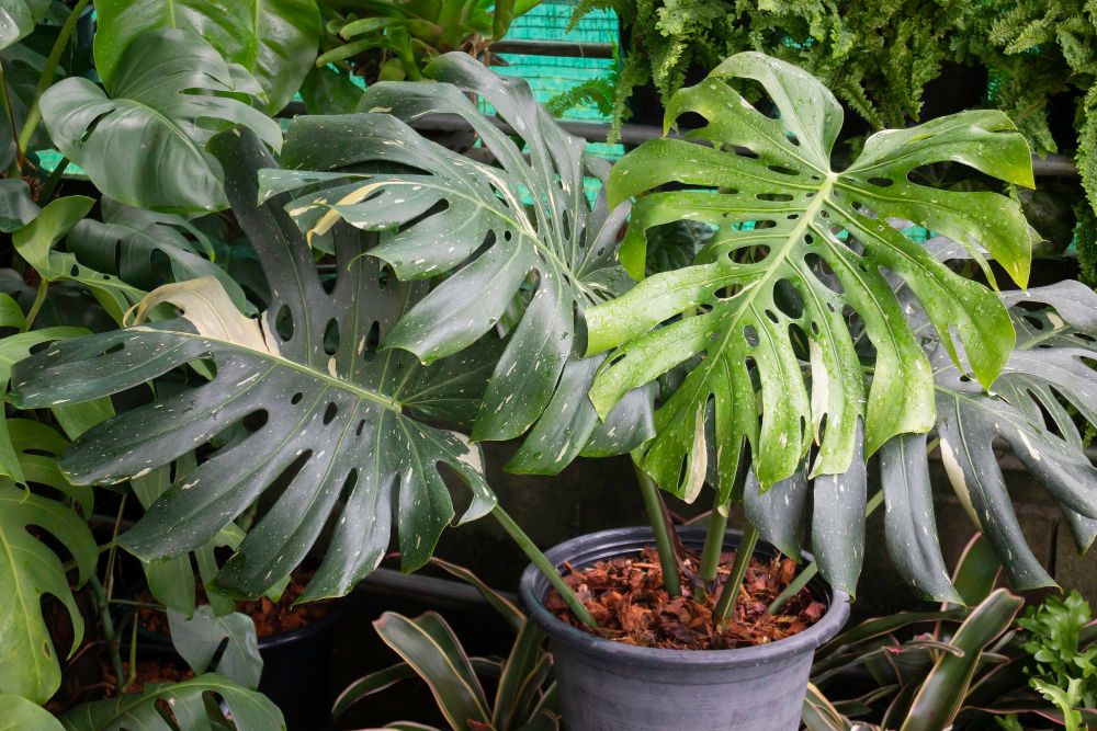 Jaka ziemia do monstery