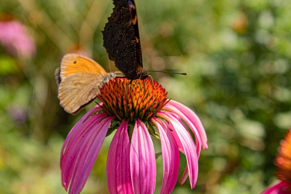 Jakie kwiaty przyciągają motyle