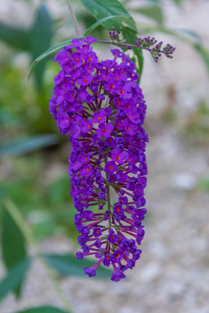 Kwiat budleja dawida