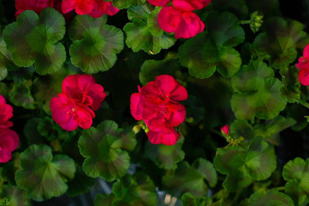 Kwitnące pelargonie