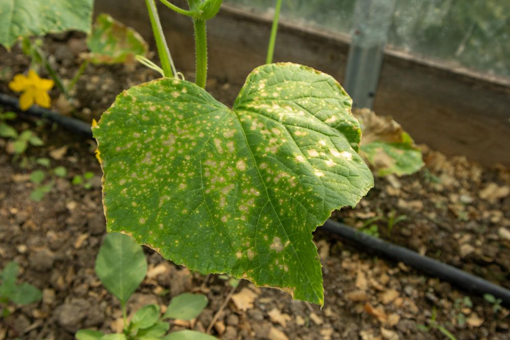 Liście ogórka dotknięte pleśnią