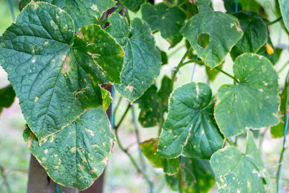 Liście ogórka dotknięte zarazą