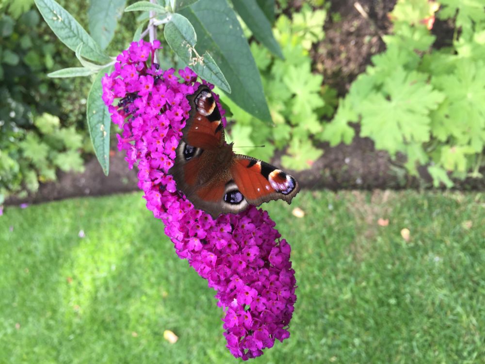Motyl pawie oczko pije nektar na budlei