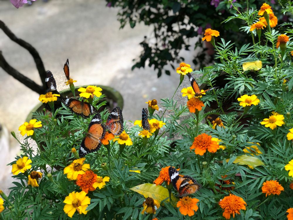 Motyle piją nektar na kwiatach w ogrodzie