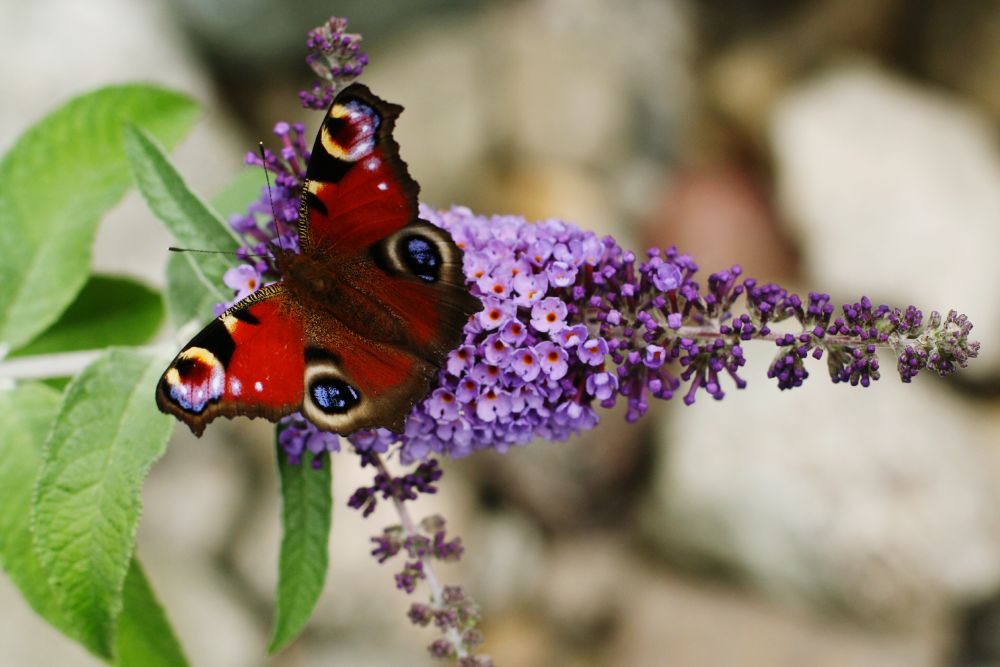 Pawie oczko pije nektar na kwiatku