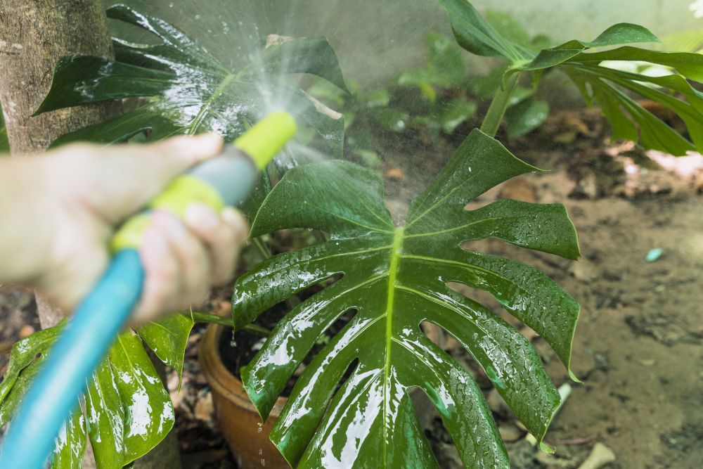 Podlewanie monstery wężem