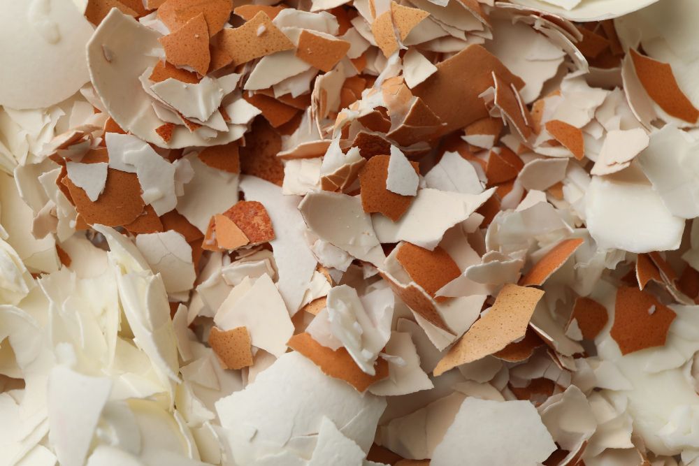 Pokruszone skorupki jaj