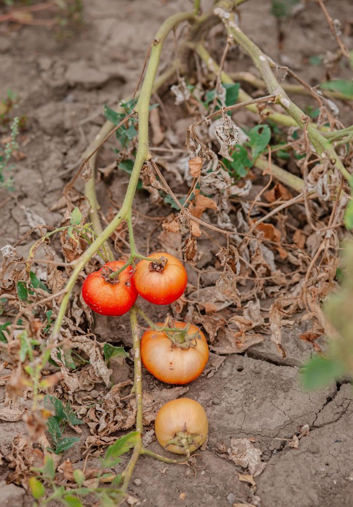 Pomidor zaraza ziemniaczana