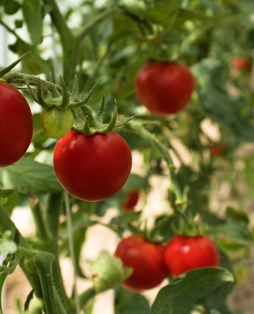 Pomidory nawożone popiołem