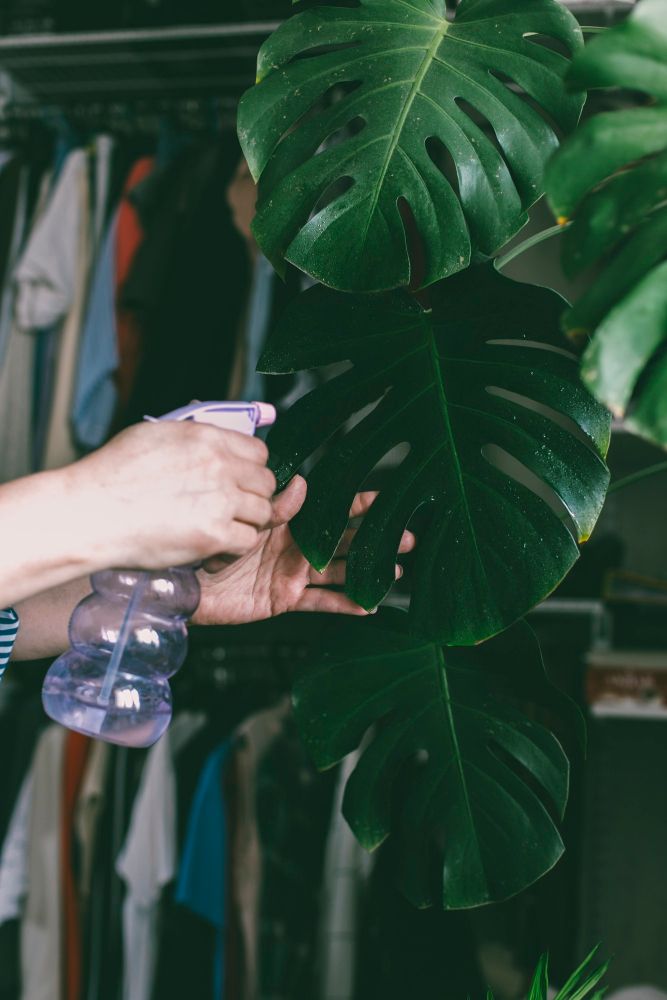 Pryskanie liści monstery