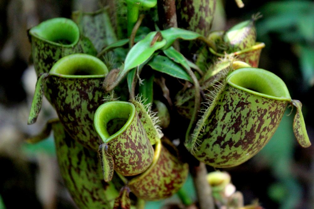 Rośliny owadożerne