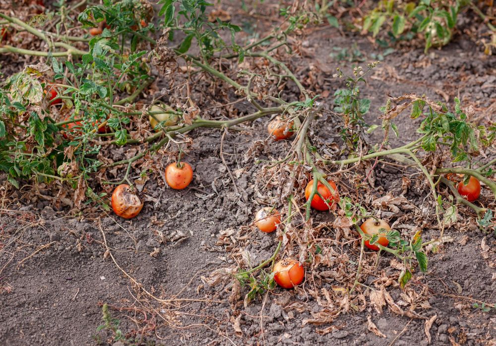 Choroby pomidorów zaraza ziemniaczana