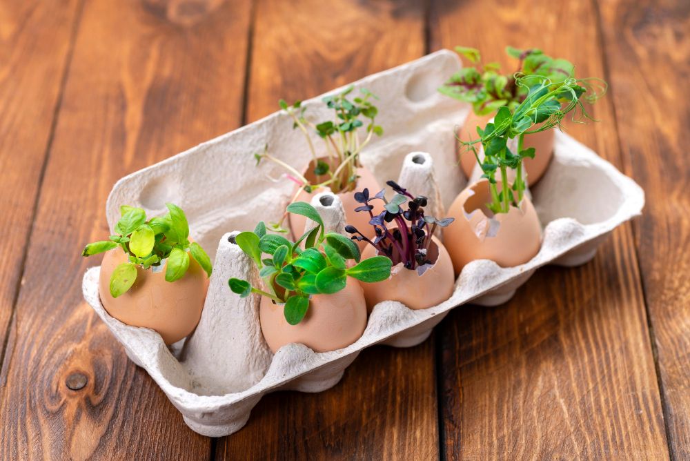 Skorupki jajek jako nawóz do kwiatów doniczkowych