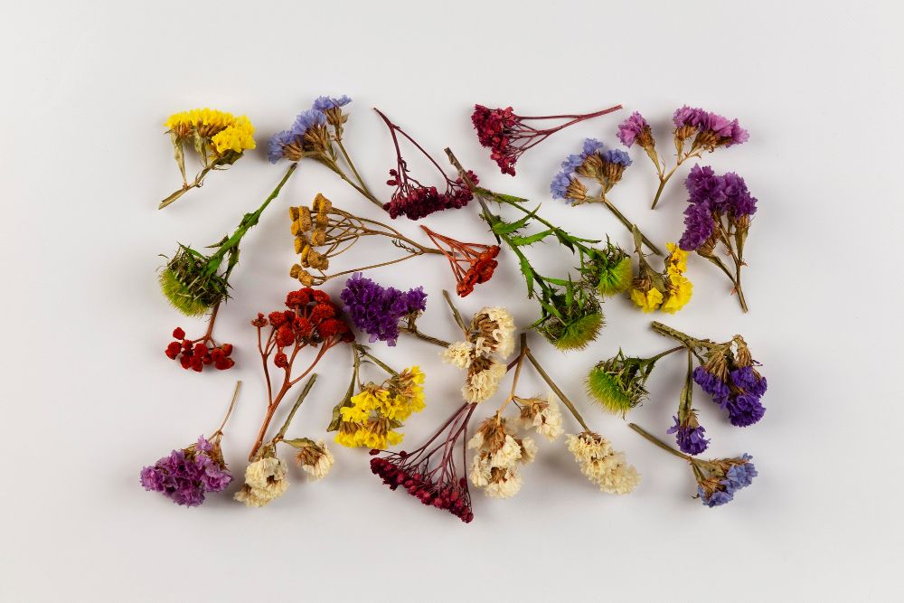 Suszenie kwiatów na płasko