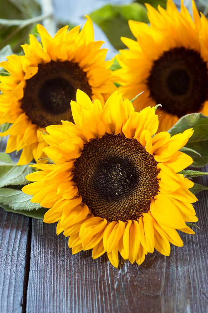 Symbolika słonecznika