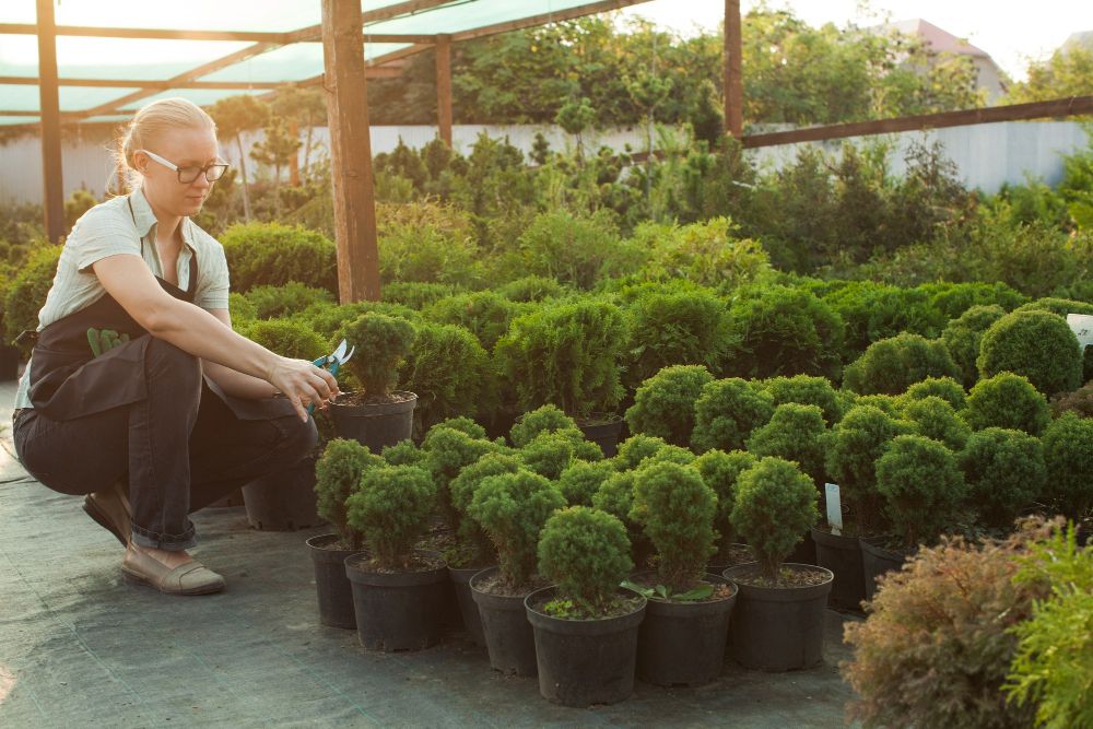 Szkółka drzew i krzewów