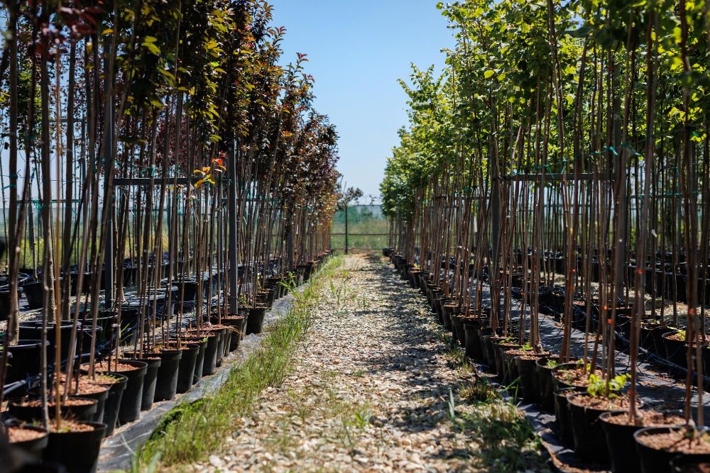 Szkółki drzew i krzewów w Polsce